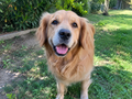 Magnet personnalisé “DOGUE” – Votre chien en couverture de magazine